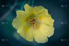 美丽而鲜艳的黄花盛开了