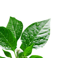 K-TWELVE采集到植物