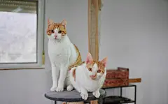 点击来源直接获取大图文件 |两只有趣好奇的猫在猫树上的特写