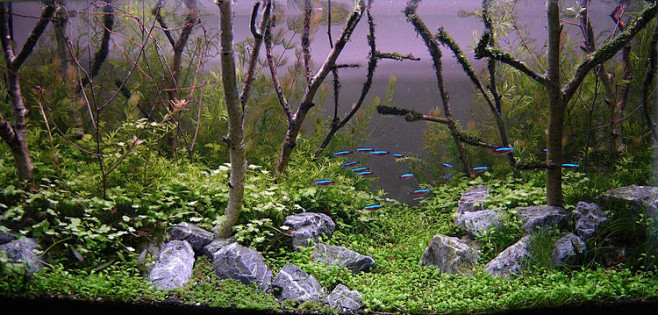 造景之路：水草造景（120CM）-53-...