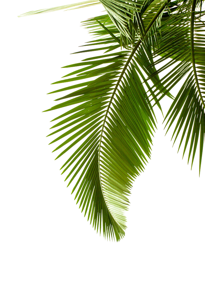 叶子免扣
