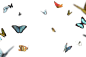 Flying Butterflies Overlays (15)