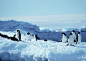 南极 企鹅 高清图片的搜索结果_360图片搜索