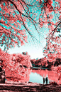 Photographer Paolo Pettigiani captured a unique view of Central Park.  infrared photography | Central Park photography | NYC | pink trees