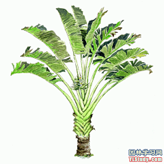 最全100-1张精美园林植物水彩效果图（拉丁名+种名） - 手绘效果图 - 园林学习网 - 10年专注！最大最精最专一的园林景观行业交流平台 - 手机版