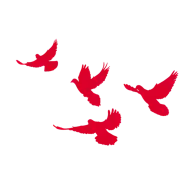 和平鸽灵感图 3
