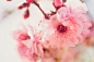 Cherry blossom
