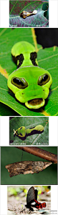 宽尾凤蝶（Agehana maraho ）
是比较稀有的凤蝶，它的低龄幼虫拟态鸟粪，末龄幼虫拟态毒蛇（受惊时会把“蛇头”膨大为三角形，并伸出蛇舌头一样的“臭角”），蛹则拟态枯枝。到了成虫，它再也不用模仿别人过日子，立刻蜕变为凤蝶中最惊艳的成员之一