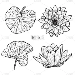 动物手,夏天,笔触,手艺,自然,图像,绘制,插花,排列,庆祝