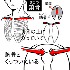 阿曜曜采集到◆骨架肌肉結構