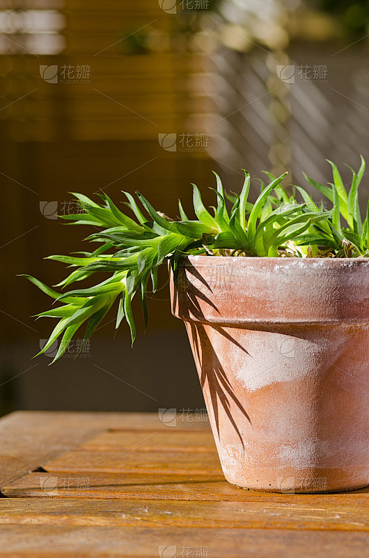 向光性。向着阳光生长的植物。