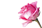 Pink Rose by Jacinthe Brault on 500px