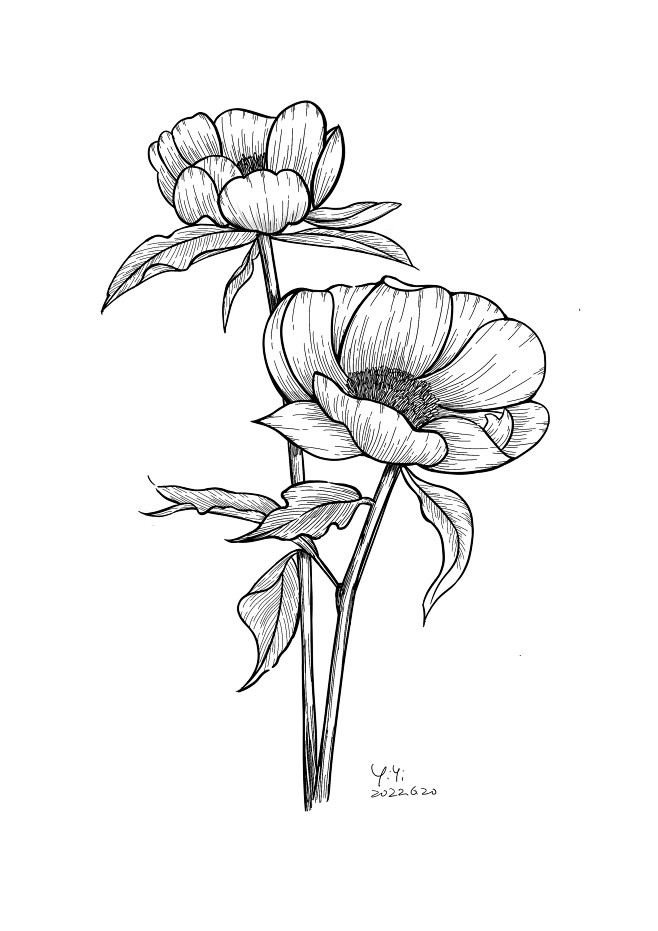 控笔训练 55/100。芍药
工具：pr...