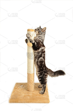 冷酷小羊采集到猫抓板参考