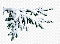 树枝积雪 树枝 积雪 积雪树枝 冬 冬天 冬季 