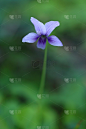 紫色的花