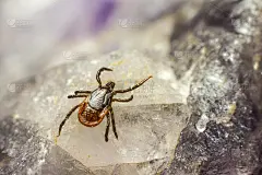 蓖麻扁虱