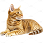动物系列-通用-写实白黄小猫贴纸