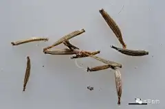 鹤虱：本品为菊科植物天名精Carpesium abrotanoides L.的干燥成熟果实。秋季果实成熟时采收，晒干，除去杂质。
味苦、辛，性平；有小毒。归脾、胃经。
具杀虫消积的功效。用于蛔虫病，蛲虫病，绦虫病，虫积腹痛，小儿疳积。