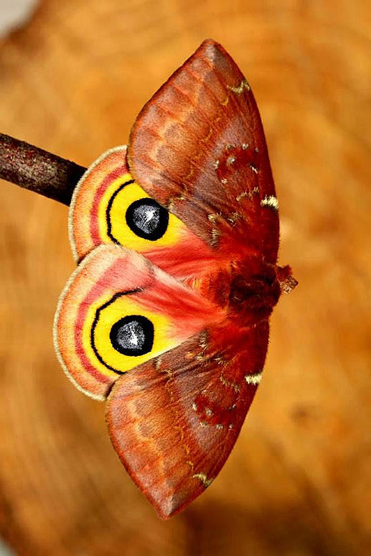 鳞翅目蚕蛾科蚕蛾