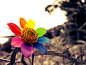 依米花生长在非洲的戈壁滩上，依米花非常奇特，每朵花有四个花瓣，一个花瓣一种颜色，红、黄、蓝、白，煞是娇艳绚丽。 
　　 依米花的花语：转瞬即逝的爱、瞬间的美丽、奇迹。
　　 在埃及寓意：象征着和平，圣洁和顽强。