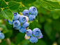 blueberries-3548239_960_720.jpg (948×720)