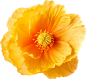 Iceland-Poppy--9_0001_Object