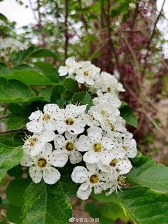 部萨玛采集到花