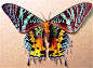 【生态微距】133张蝴蝶摄影图片