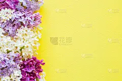 鲜嫩的枝上鲜艳的丁香花在明亮的黄色背景。贺卡。为积极的想法做模型。为鼓舞人心的，情绪化的，感伤的文字