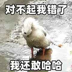 【表情包】对不起我错了，我还敢哈哈