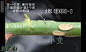 全面详细的月季繁殖方法大全!
