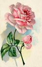 插画手绘 碎花 花 植物 玫瑰 手机壁纸 水粉画 水彩 复古