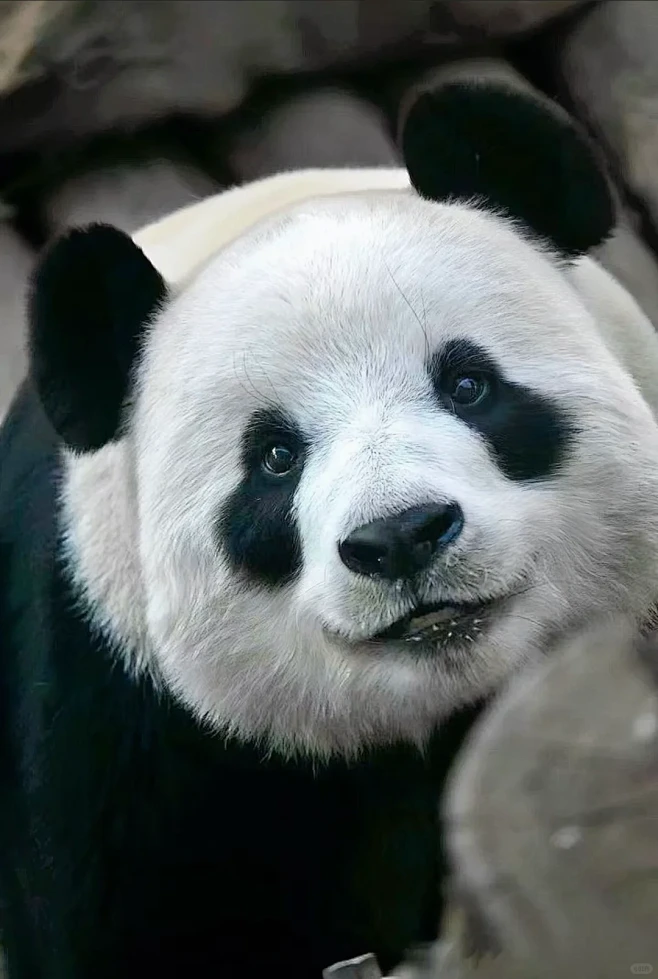 走过路过不要错过，超绝水晶葡萄小熊！ -...