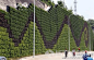 2300平方米巨型植物墙正式亮相南京火车站北广场_中国建筑绿化网