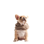狗2