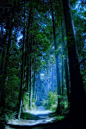 Blue Forest, Vancouver, Canada