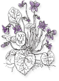love this illustration from the Diptyque website