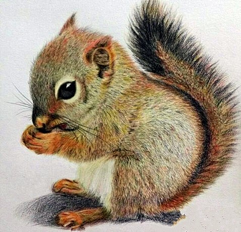 22:19:06彩铅画动物素材浅浅入画96该采集也在以下画板加载更多