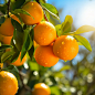这是一张在橘子果园中拍摄的真实照片，特写是橙子，整体配色方案