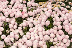 菊花,壁纸,美,水平画幅,夏天,特写,明亮,花束,白色,植物