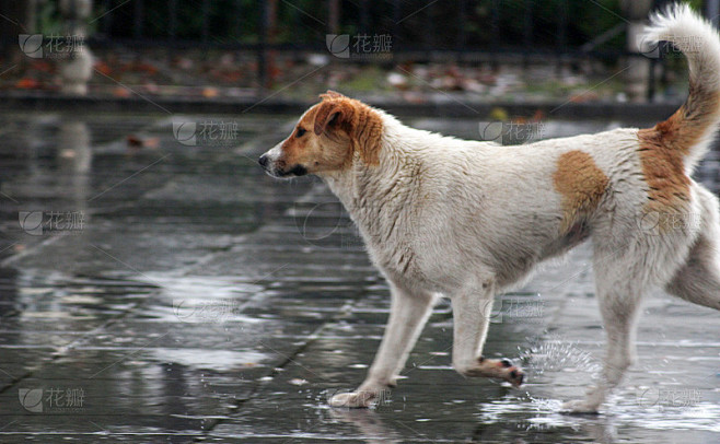 雨中的流浪狗