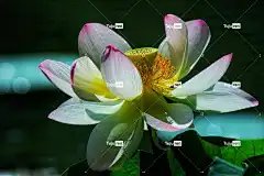 莲花 花 盛开 花壁纸 湖 自然 美丽的花朵 花卉背景 植物群