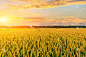 成熟的稻田和日落时的天空背景