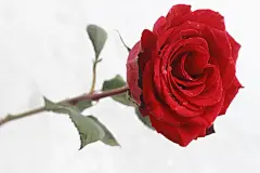 玫瑰花高清摄影素材