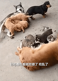 喂奶2