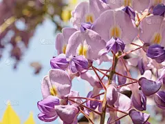 春花系列，紫藤花架