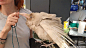 becausebirds:

I met this albino Raven named Pearl today. It is only one of four known albino Ravens in the whole world.
Pearl lives in this woman’s house. The handler has a permit, and the bird is property of the government (like hawks and falcons). She 