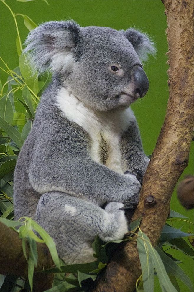 koalabearbyucumari