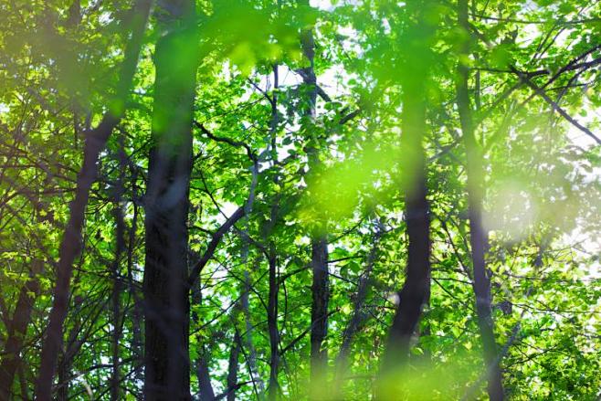 Summer forest - Free...